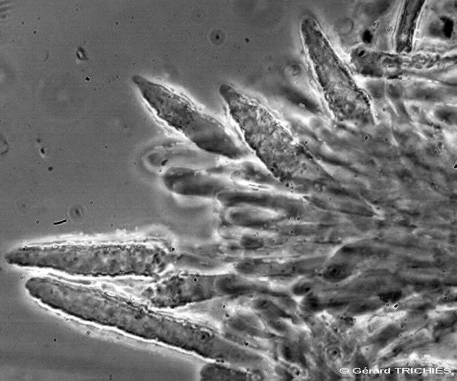 Ceppo - Crosta da determinare foto 1683 (Phlebia nothofagi)